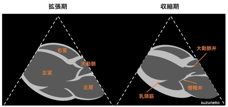 収縮期血圧と拡張期血圧の健康的な範囲はどれくらいですか?